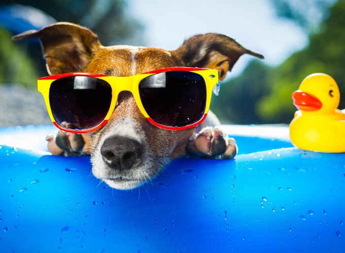 Wallpaper Dog, puppy, duck, glasses, drops, summer, resort, funny, beach, blue, Animals 823663874